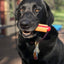 Hot Dog Nylon Dog Toy for Aggressive Chewers | USA Made | SodaPup