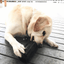 Magnum Can Toy Rubber Dog Chew Toy for Extreme  Chewers | Treat Dispenser | USA Made