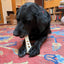 MOD Bone Nylon Dog Chew Toy for Aggressive Chewers | USA Made