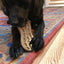 Peanut Nylon Dog Chew Toy | Ultra-Durable for Aggressive Chewers | SodaPup