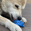Starfish Nylon Dog Chew Toy for Aggressive Chewers | USA Made | SodaPup