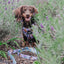 Dog Leash - Disney's Jasmine
