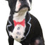 Critter Color - Temporary Pet Fur Coloring/Dog Dye