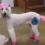 Critter Color - Temporary Pet Fur Coloring/Dog Dye