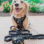 Dog Leash - To the Stars and Beyond