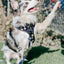 Dog Leash - To the Stars and Beyond