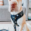 Dog Leash - To the Stars and Beyond