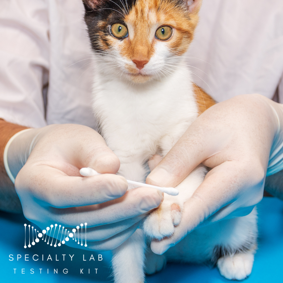 Ringworm PCR Test for Dogs & Cats - At-Home Pet Lab Test | Kedi Labs
