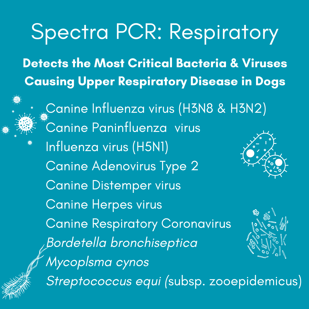 Respiratory Infection Check for Dogs (PCR) - At-Home Dog Lab Test | Kedi Labs