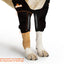 NeoAlly Elbow and Shoulder Brace with Spring Inserts for Dogs and Cats - Enhance Pet Mobility with Optimal Support