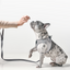 SoHo Dog Harness - Steel