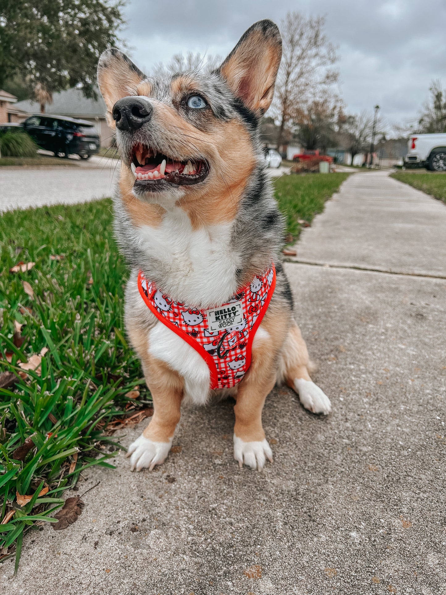 Dog Adjustable Harness - Hello Kitty® Red Classic