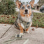 Dog Step-in Harness - Matcha