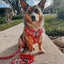 Dog Collar - Hello Kitty® Red Classic