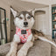 Dog Adjustable Harness - Mykonos