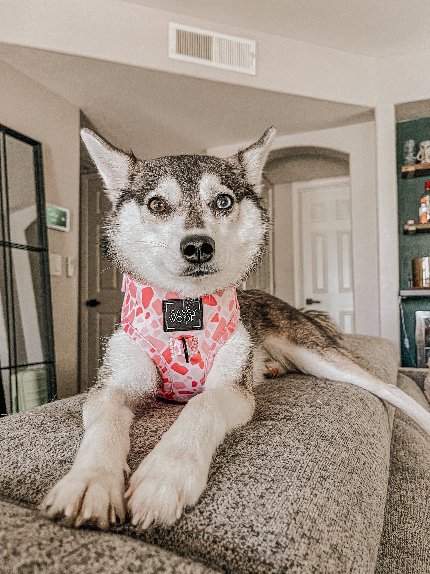 Dog Adjustable Harness - Mykonos