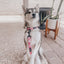 Dog Collar - Mykonos