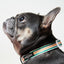 Strawberry Striped Collar & Bowtie