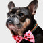 Strawberry Striped Collar & Bowtie