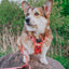 Dog Step-in Harness - Summer Sorbet