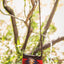 STS Crimson Sun Grace Western Crossbody Bag