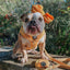 Dog Adjustable Harness - Sunflower Fields