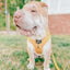 Dog Adjustable Harness - Sunflower Fields