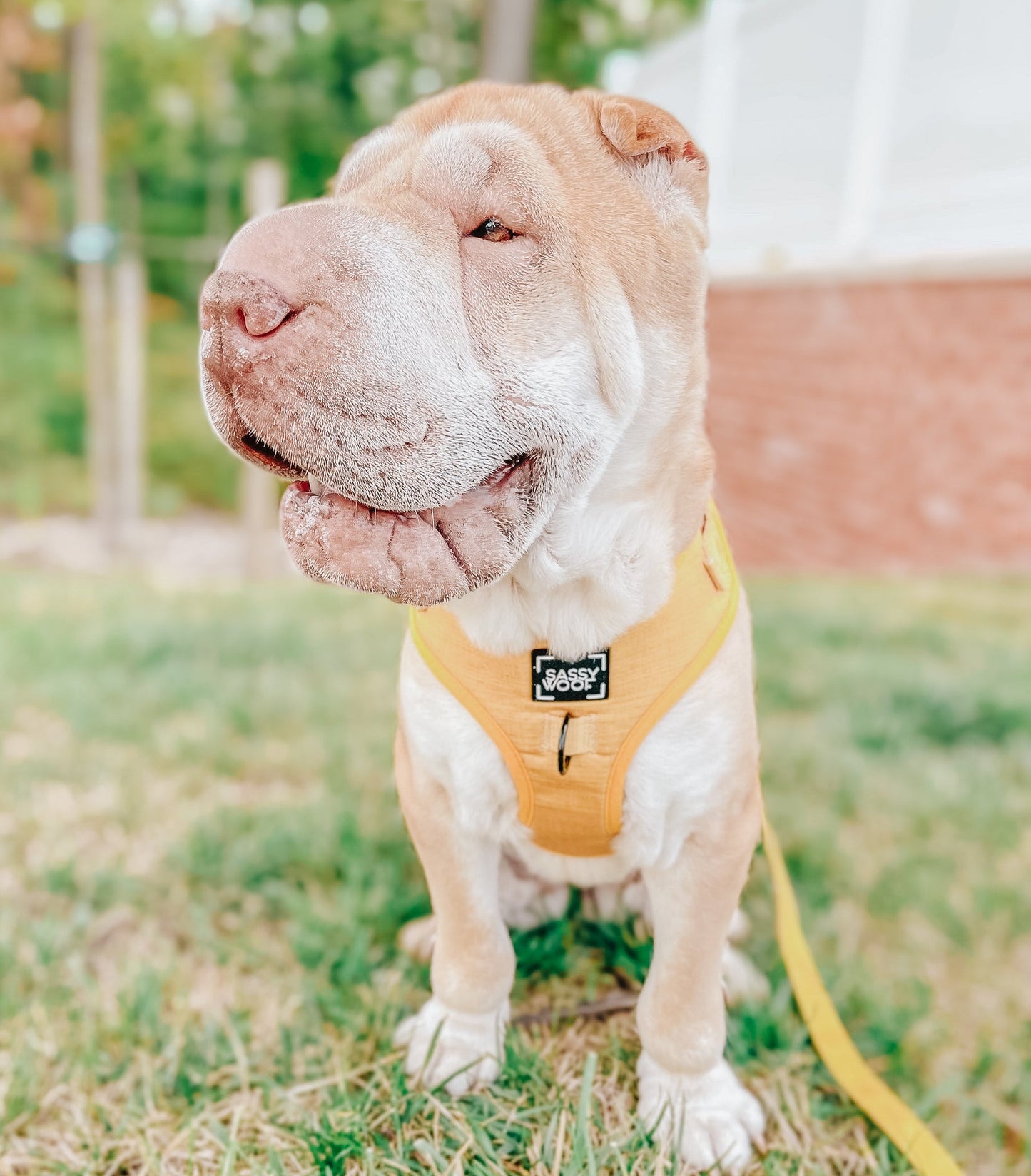 Dog Adjustable Harness - Sunflower Fields