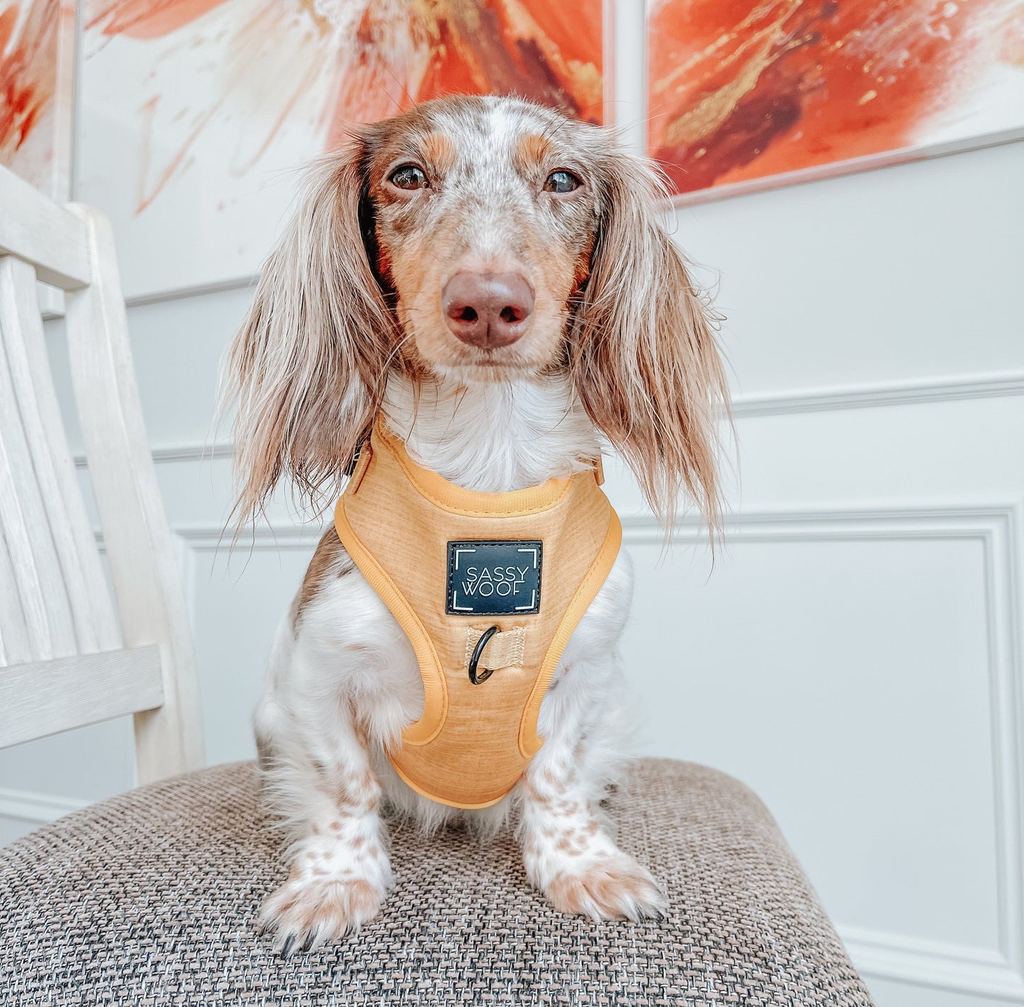 Dog Adjustable Harness - Sunflower Fields