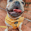 Dog Adjustable Harness - Sunflower Fields