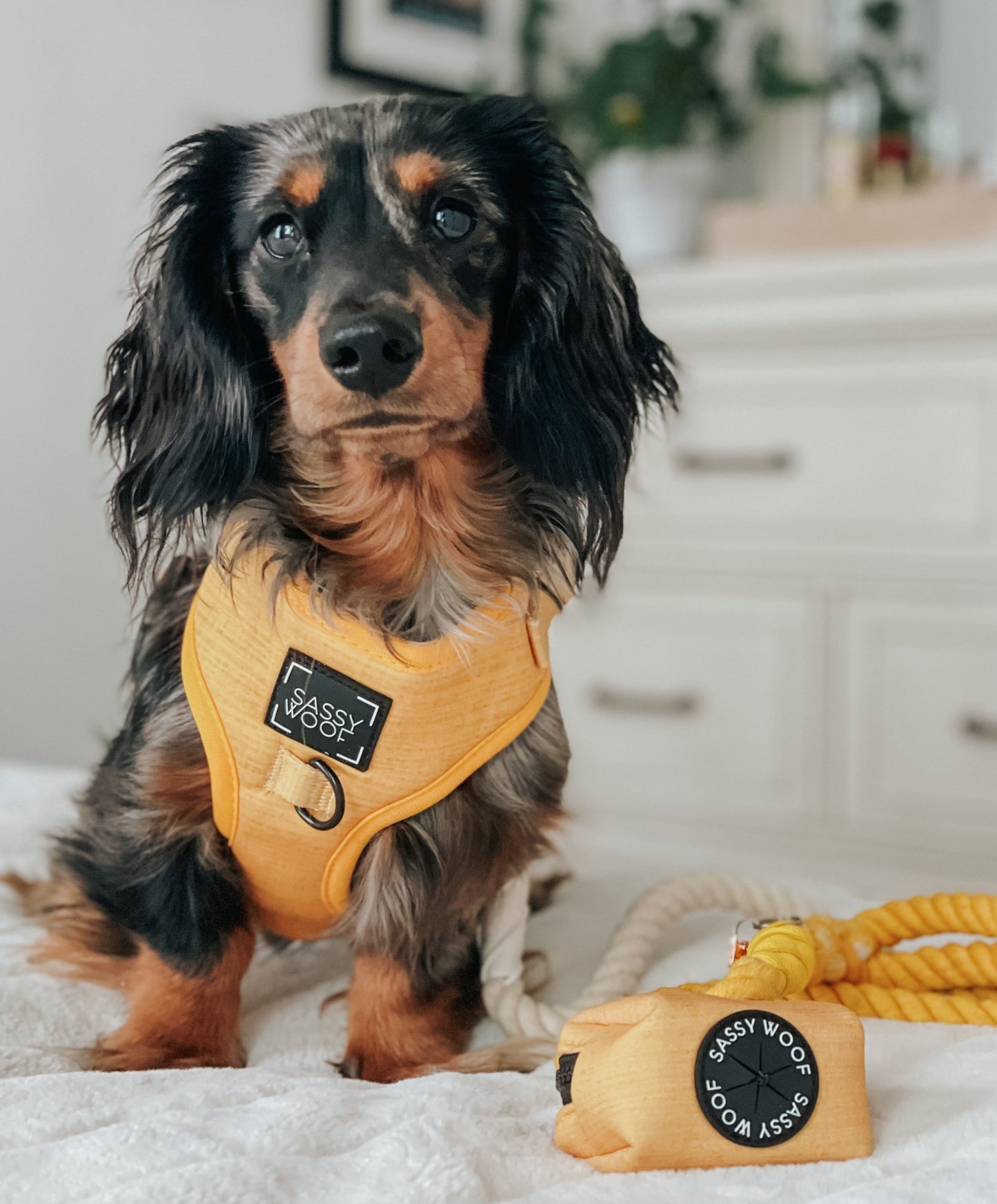 Dog Adjustable Harness - Sunflower Fields