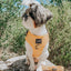 Dog Adjustable Harness - Sunflower Fields