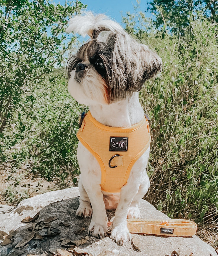 Dog Adjustable Harness - Sunflower Fields
