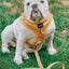 Dog Leash - Sunflower Fields