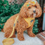Dog Leash - Sunflower Fields