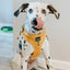 Dog Adjustable Harness - Sunflower Fields