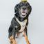 Dog Step-In Harness - Sunflower Dreams
