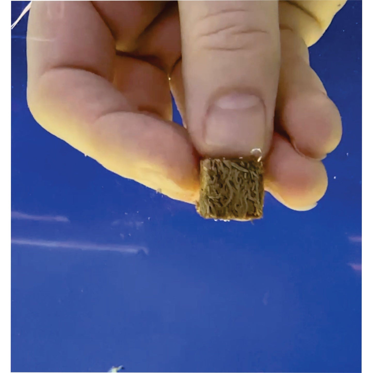 Premium Freeze Dried Blackworms - Spirulina Boost