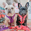 Dog Adjustable Harness - Neon Purple