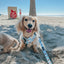 Dog Adjustable Harness - Sweets & Pawfee