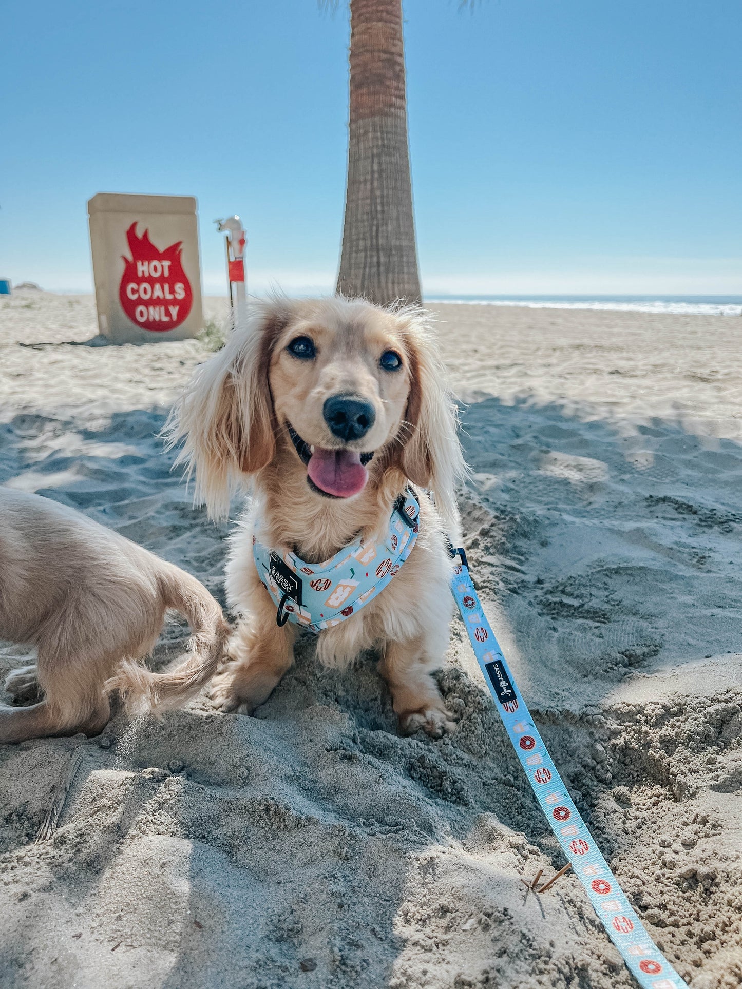Dog Adjustable Harness - Sweets & Pawfee