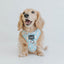 Dog Adjustable Harness - Sweets & Pawfee