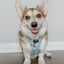Dog Adjustable Harness - Sweets & Pawfee