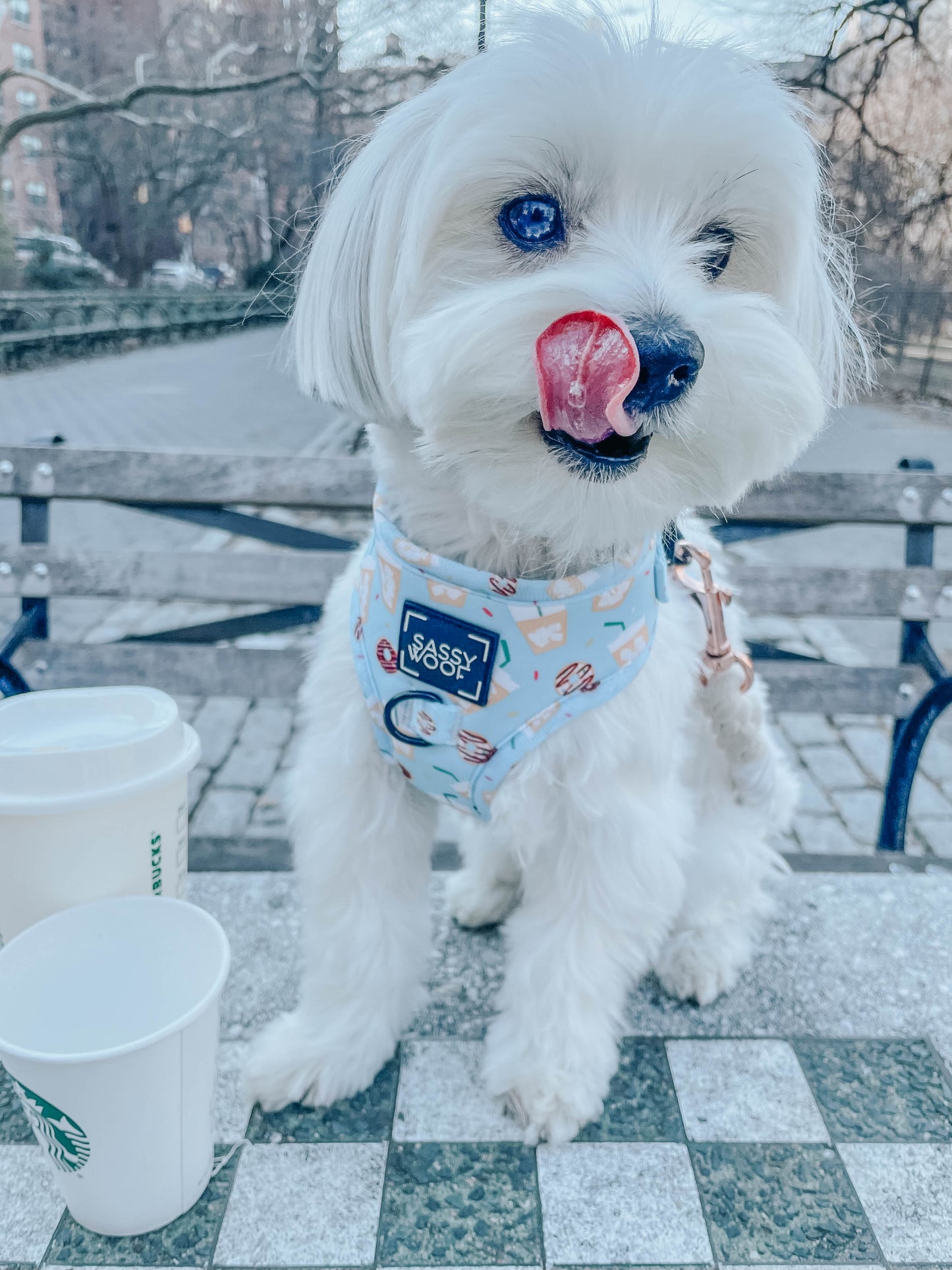 Dog Adjustable Harness - Sweets & Pawfee