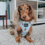 Dog Adjustable Harness - Sweets & Pawfee