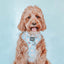 Dog Adjustable Harness - Sweets & Pawfee