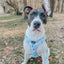 Dog Adjustable Harness - Sweets & Pawfee