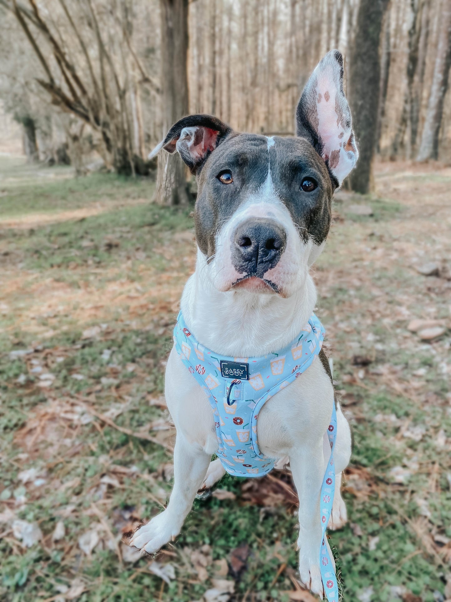 Dog Adjustable Harness - Sweets & Pawfee