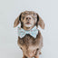 Dog Collar - Sweets & Pawfee