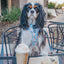 Dog Adjustable Harness - Sweets & Pawfee